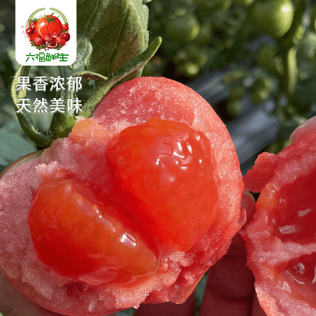 正宗美杰罗精选水果西红柿老品种西红柿新鲜应季酸甜现摘现发