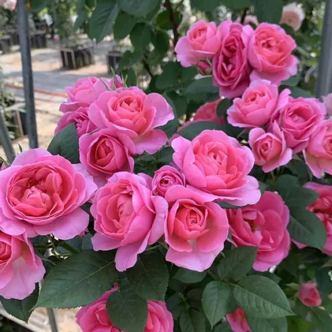 喜花仕花卉-高货精品闪耀珠宝树状棒棒糖一物一拍