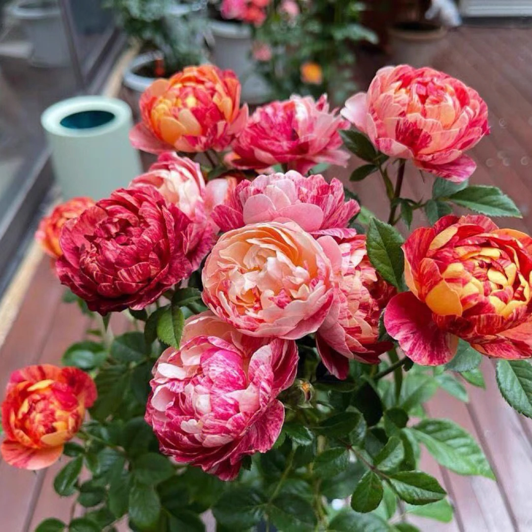 喜花仕花卉-果汁飞溅树状棒棒糖一物一拍