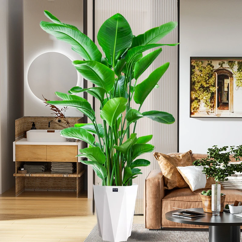 【1.3-1.5米】天堂鸟绿植盆栽室内大型植物7-8苗北欧风植物鹤望兰
