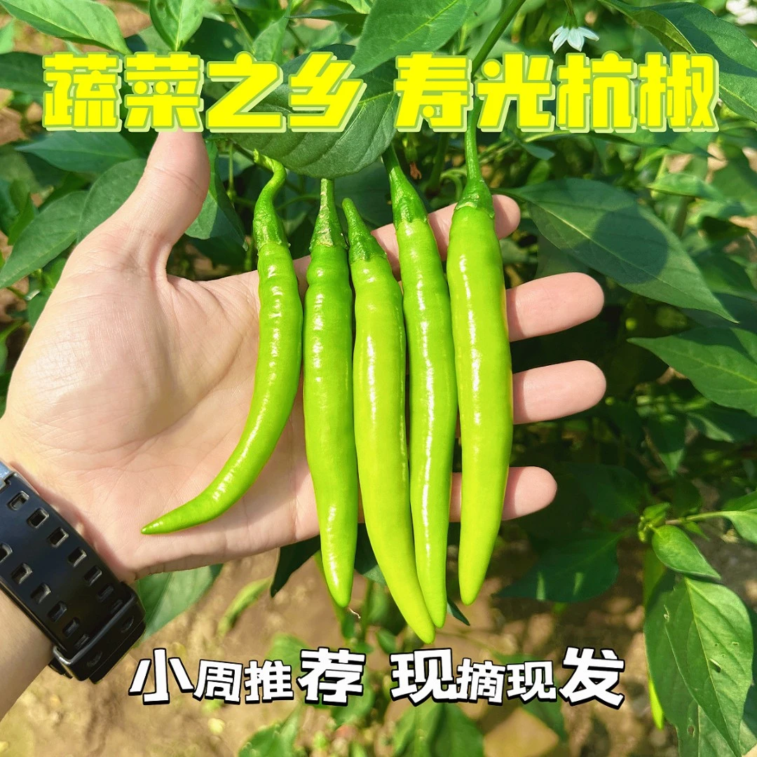 〔新鲜辣椒〕寿光杭椒蔬菜之乡微辣杭椒皮薄肉脆现摘现发