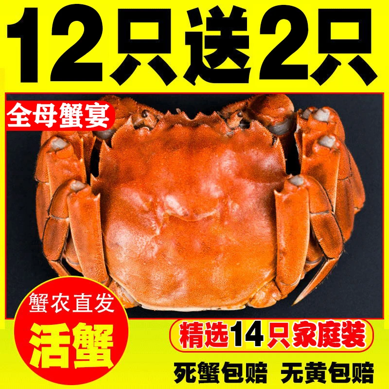陈 活蟹 全母12只送2只1.2-1.5两江苏河蟹螃蟹顺丰京东送蟹醋不绑