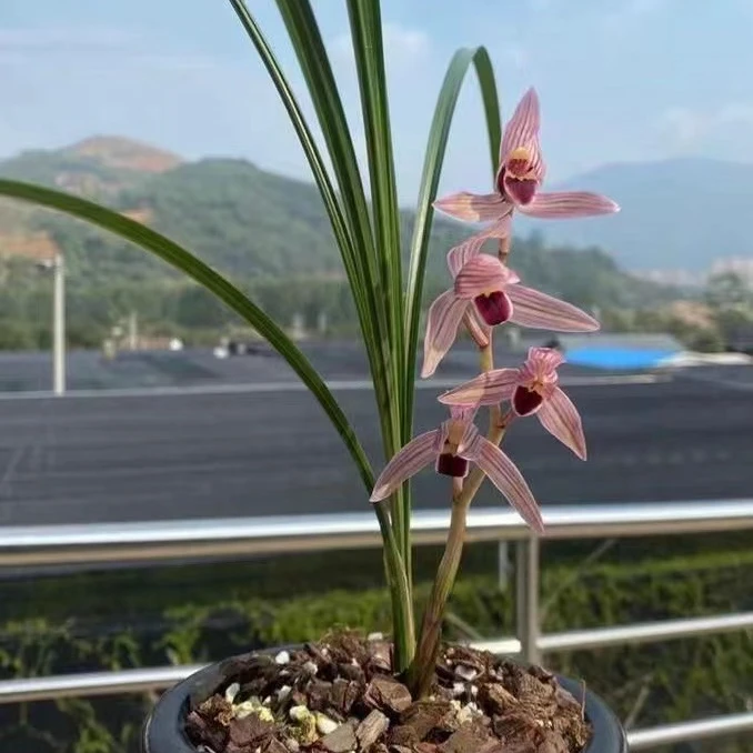 莲瓣兰兰花直播拍品