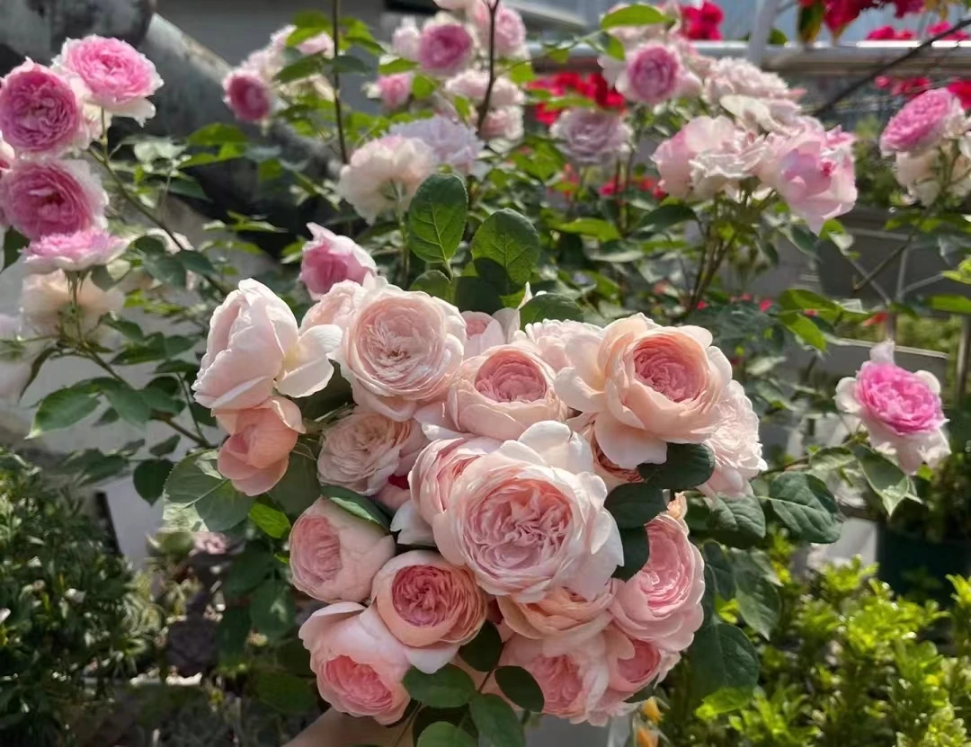 人间花园【美咲】月季棒棒糖盆栽庭院苗 花卉植物