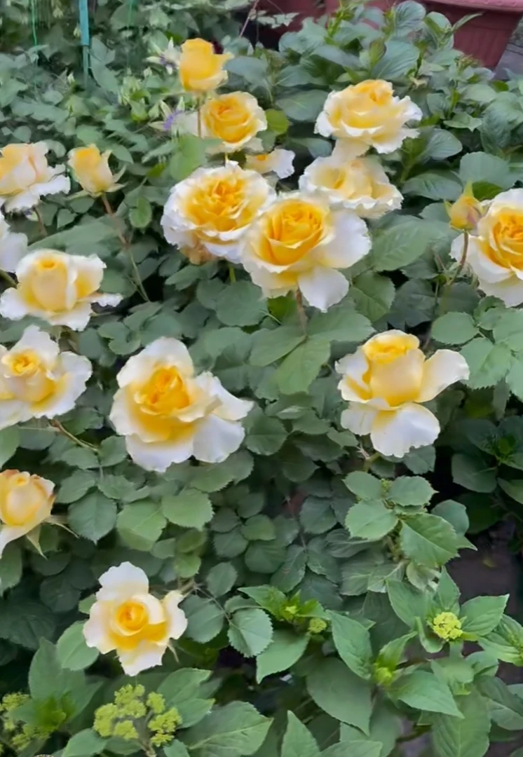 人间花园【贝壳】月季棒棒糖盆栽庭院苗 花卉植物