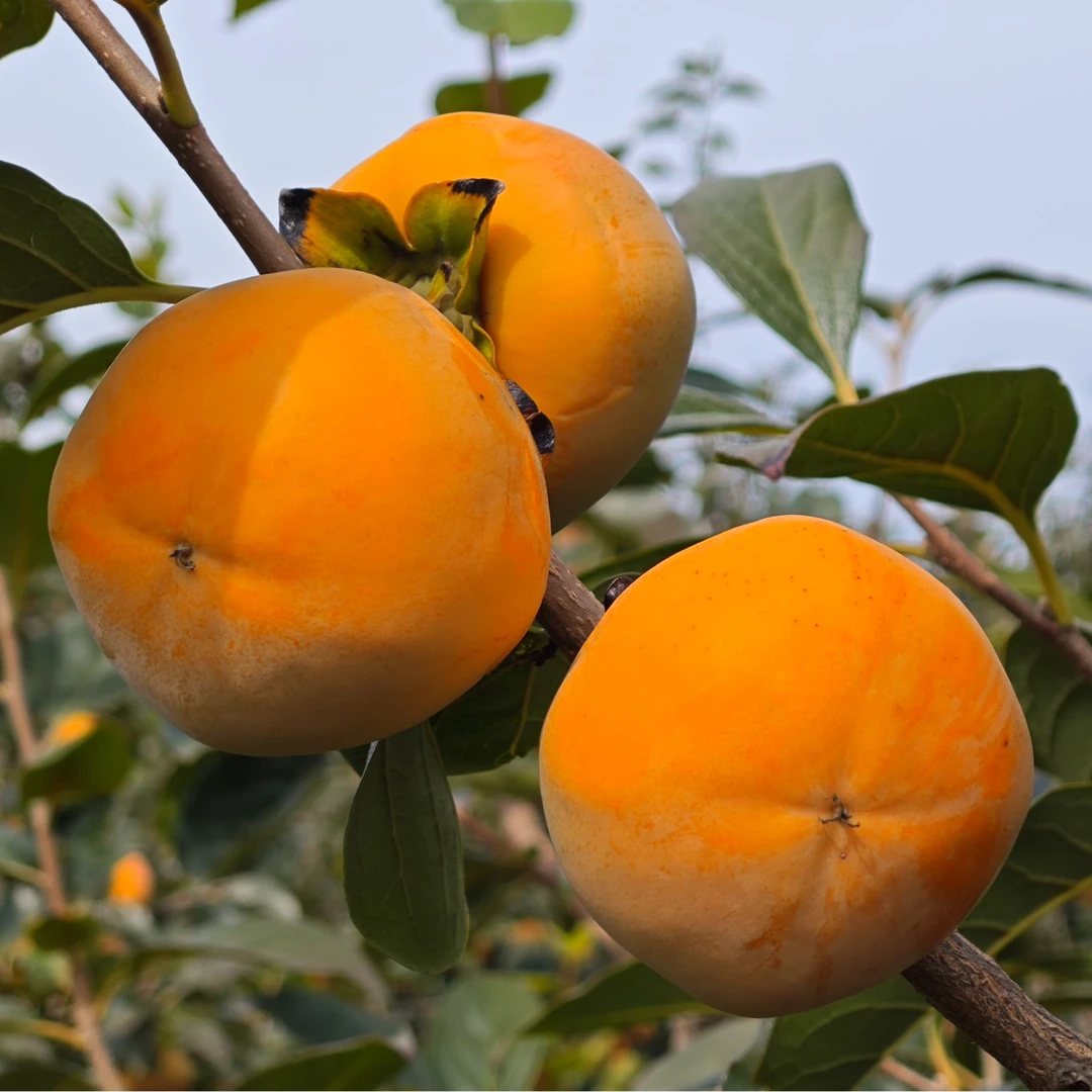 【纯甜脆柿】山西阳丰甜柿 冰糖心巧克力脆柿 4.5斤 产地直发