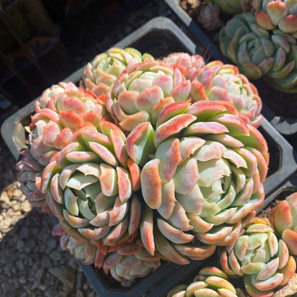 【贝瑞】云南多肉满18包邮夏季实物以直播展示为准多肉植物繁殖发货
