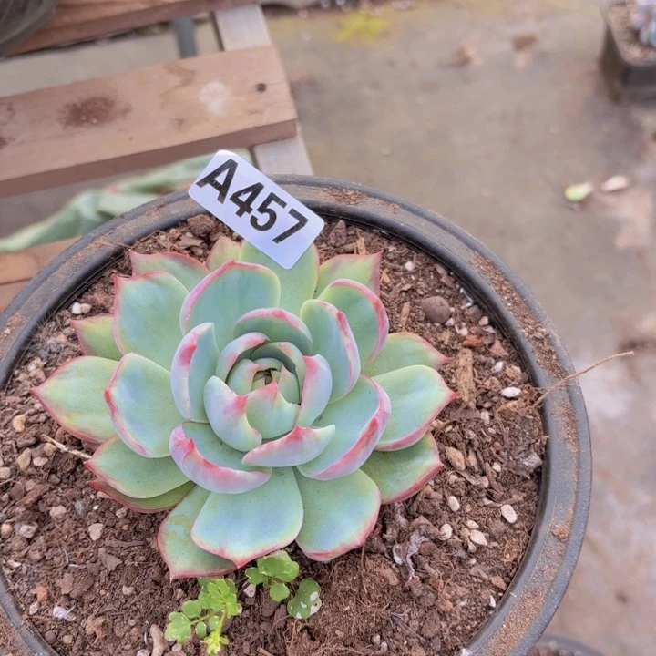 谎****言惊鸿仙子一物一拍A457