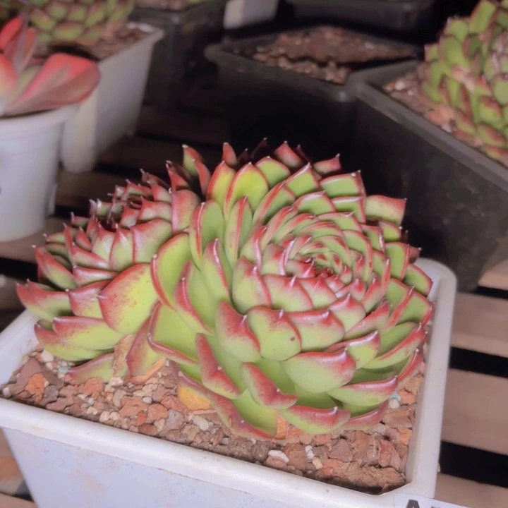 小*晨月亮石冰玉一物一拍A764