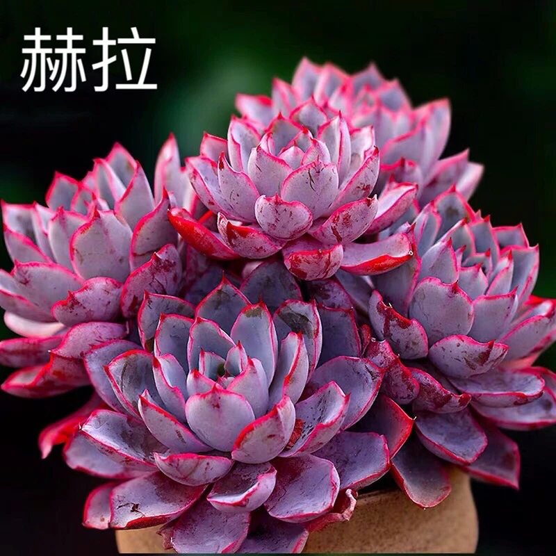 【赫拉女王】云南直发新手好养盆栽植物18包邮实物以直播展示发货