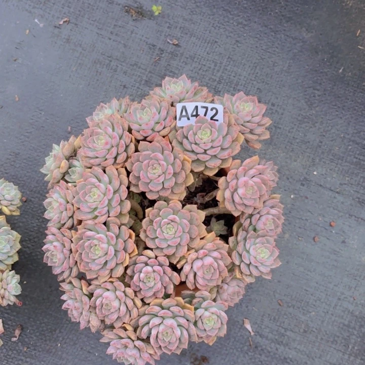 6***姐粉布偶一物一拍A472