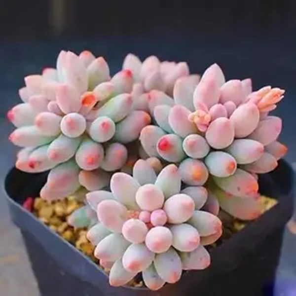 【汤圆】云南直发新手好养盆栽植物18包邮实物以直播展示发货