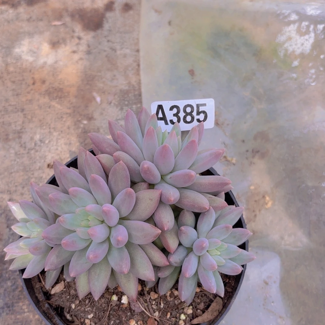 红蜻蜓一物一拍A385