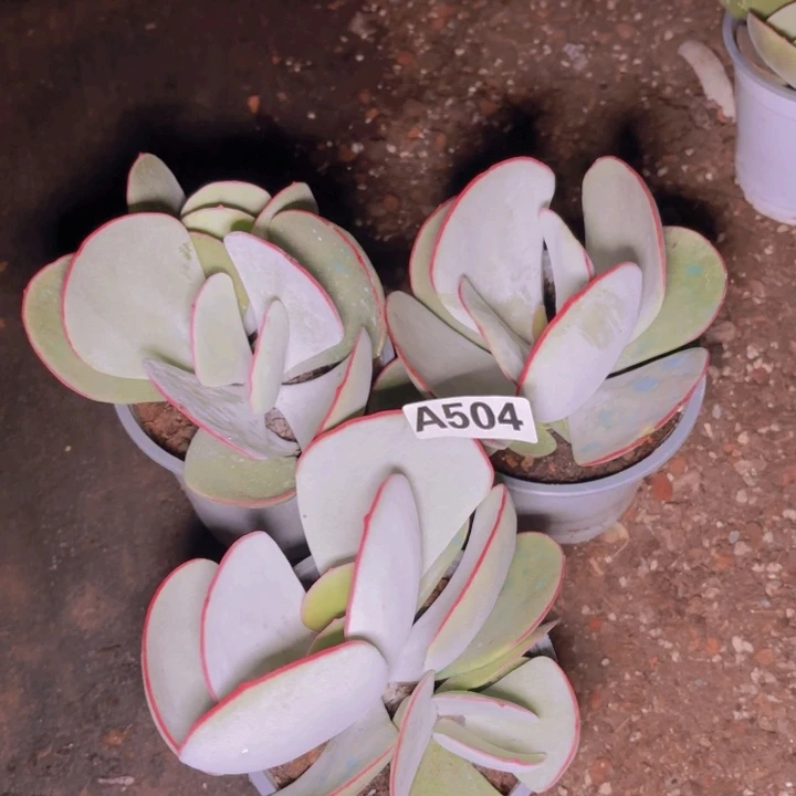 黄**姐白梅一物一拍A504