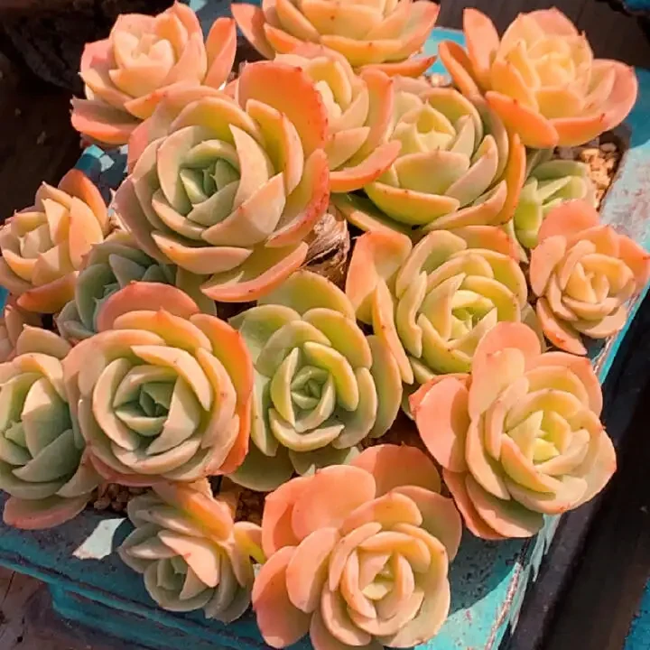 【辛娜塔】云南多肉 新手好养 盆栽植物18包邮以直播为准