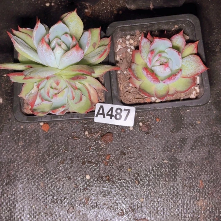 喜****伴惊鸿仙子一物一拍A487