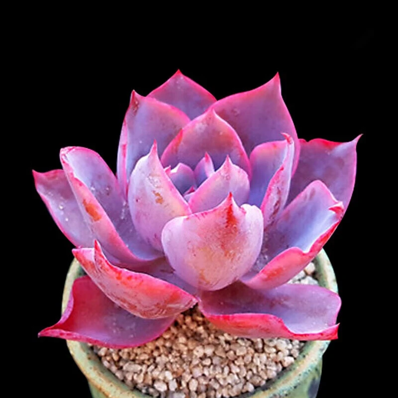 【晚霞】云南多肉 新手好养 盆栽植物18包邮以直播为准