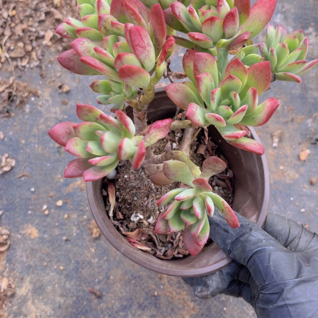 【闪购商品】露营区红之莲花