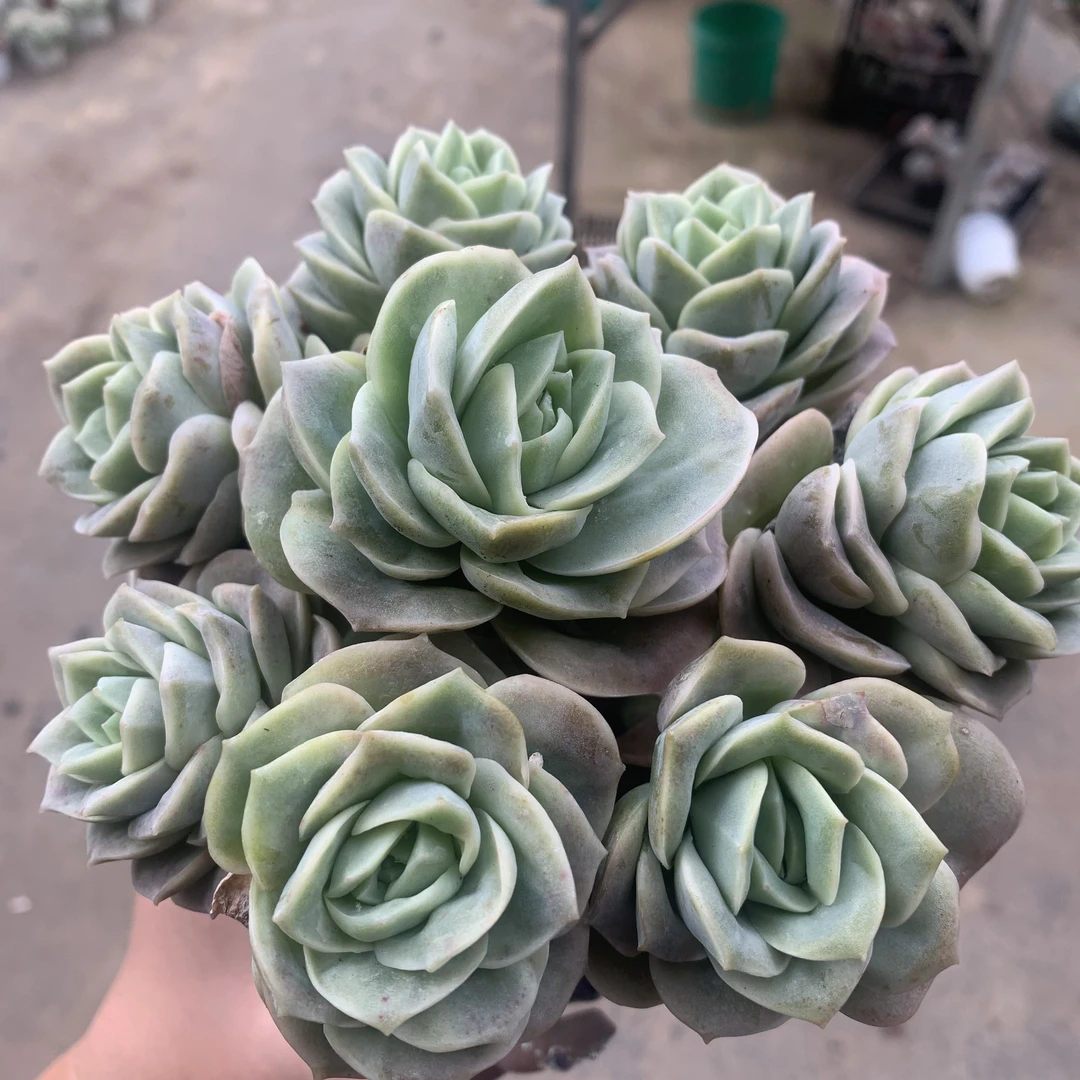 【可爱玫瑰】云南产地直发【满18包邮】多肉新手好养盆栽植物
