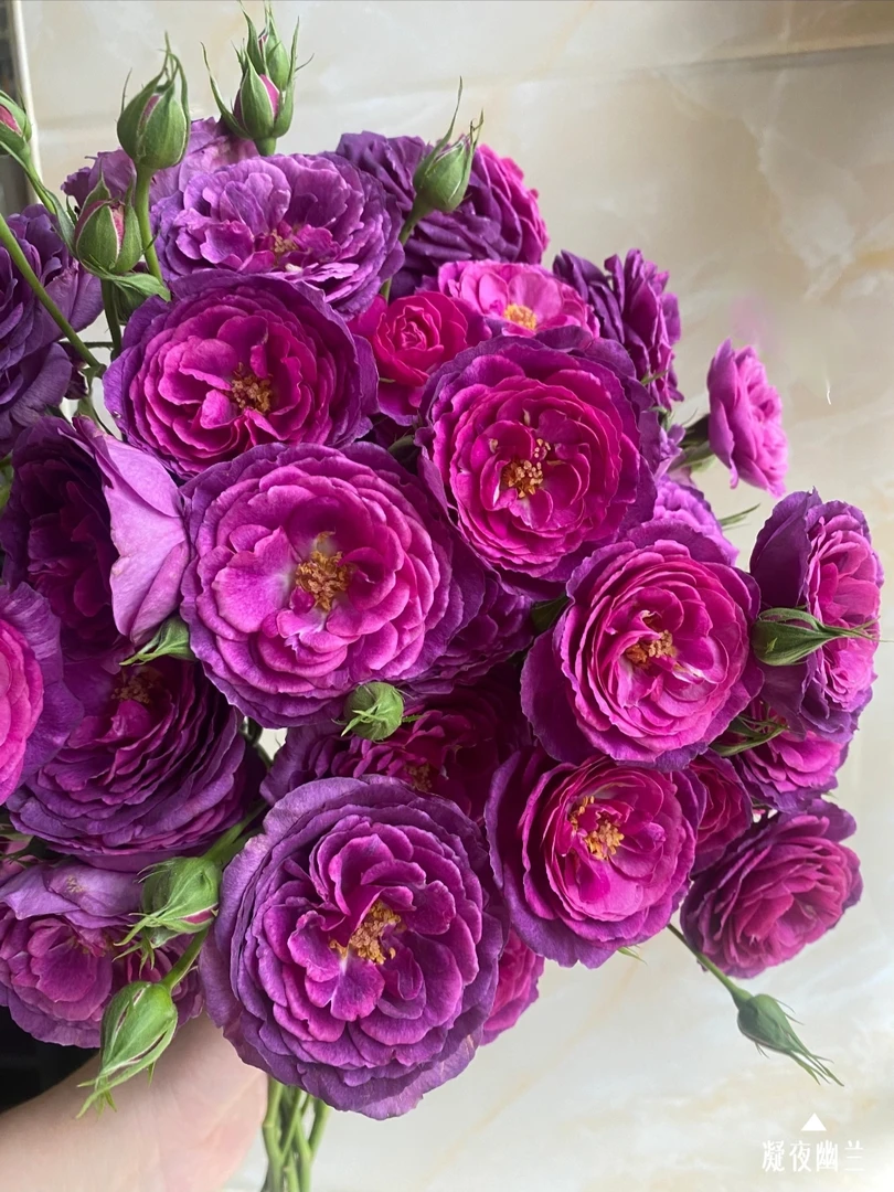 【九里花田】凝液幽兰多头玫瑰-基地直发-1单发申通2单升级顺丰