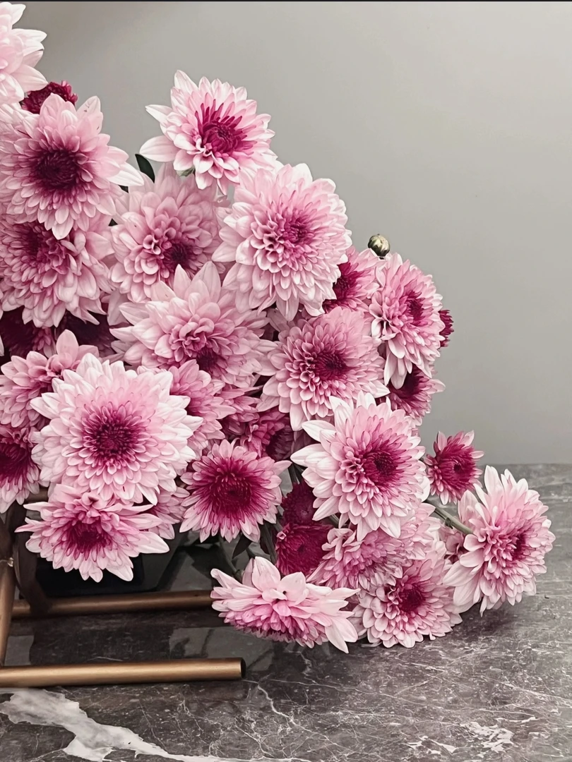 【九里花田】粉丹特小菊-基地现采现发-1单发申通2单升级顺丰冷链