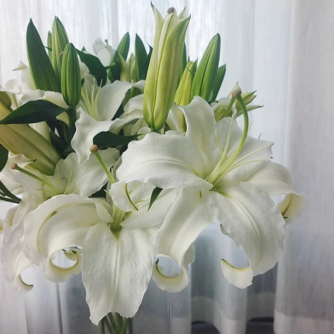 【九里花田】百合西伯利亚-云南鲜花玫瑰花