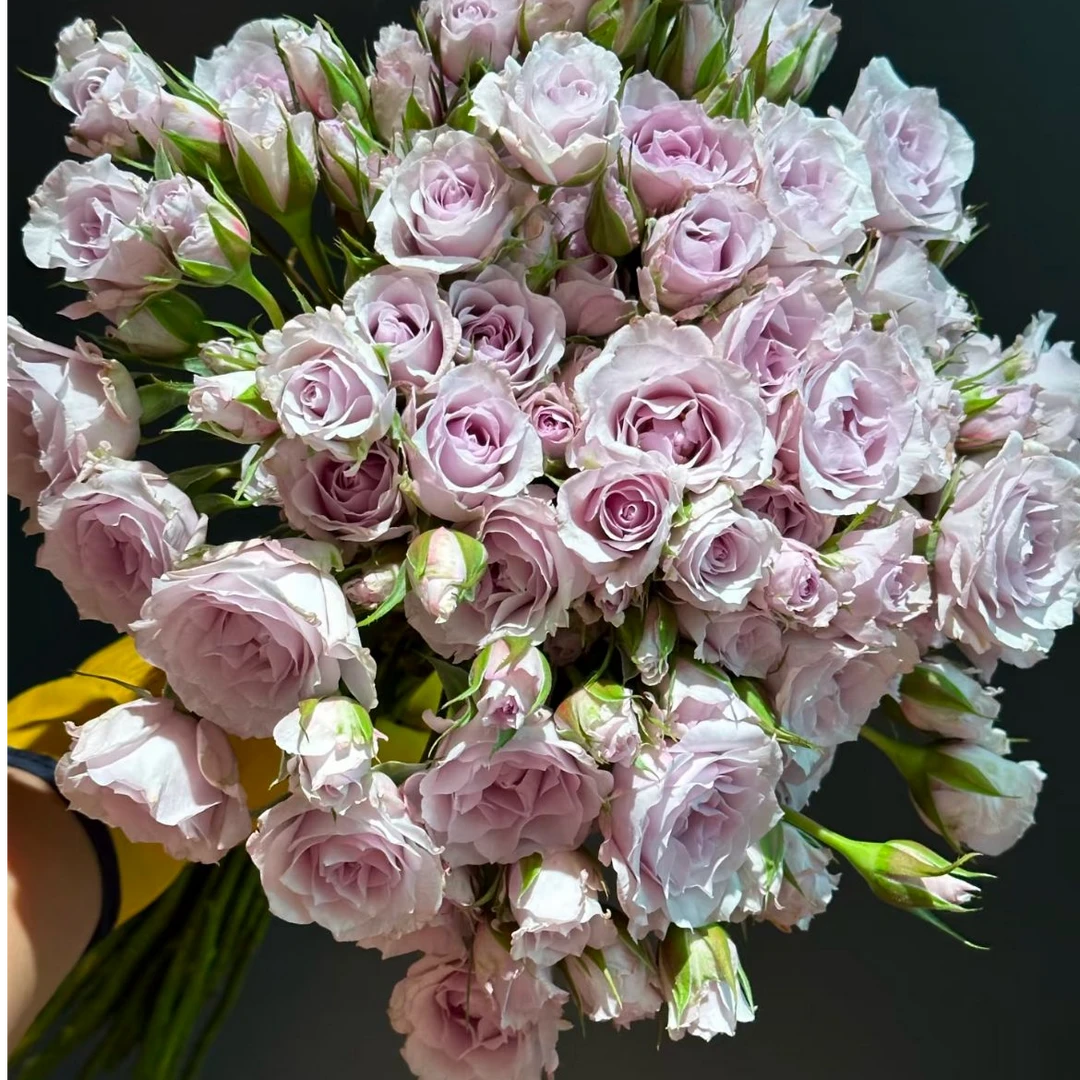 【大聪明卖花】紫雾公主多头玫瑰-任意2单鲜花包邮发货后不支持退款