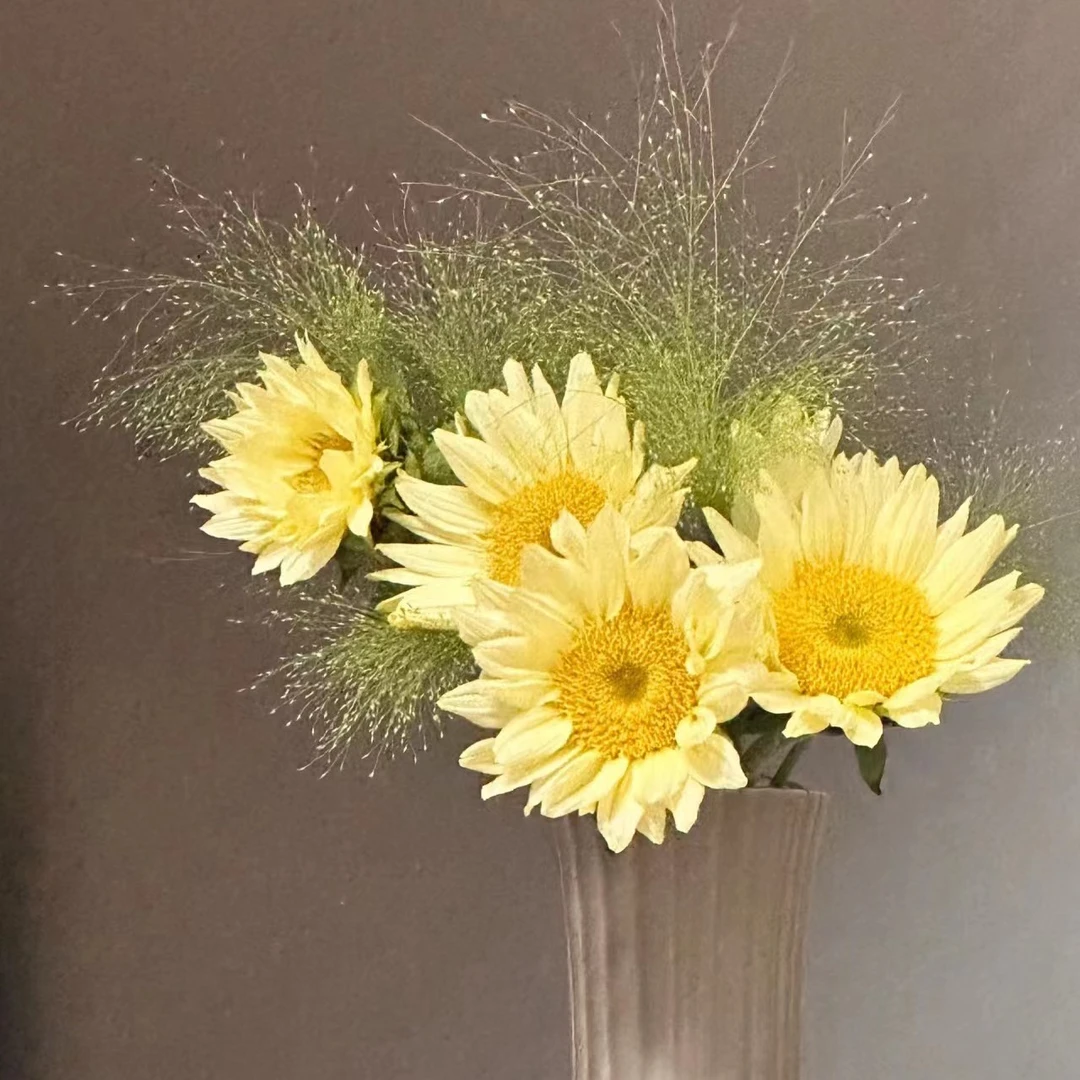 【大聪明卖花】奶油向日葵 云南鲜花基地直发 坏了包赔