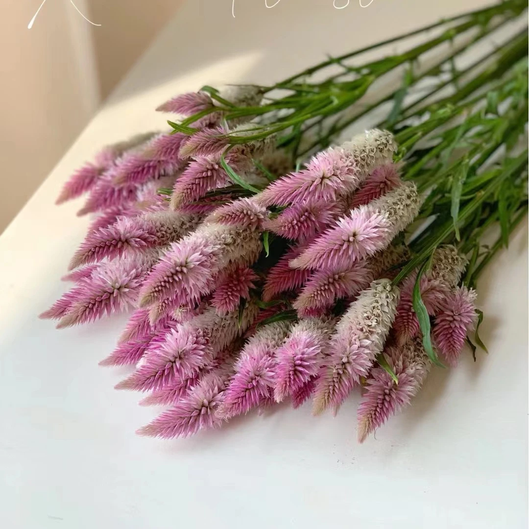 【大聪明卖花】凤尾鲜花  任意两单花材顺丰冷链或德邦快递