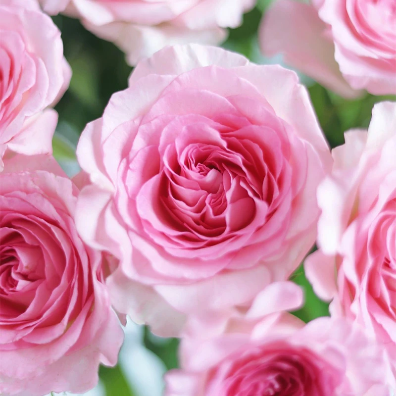 【大聪明卖花】洛神单头玫瑰-任意2单鲜花包邮 发货后不支持退款