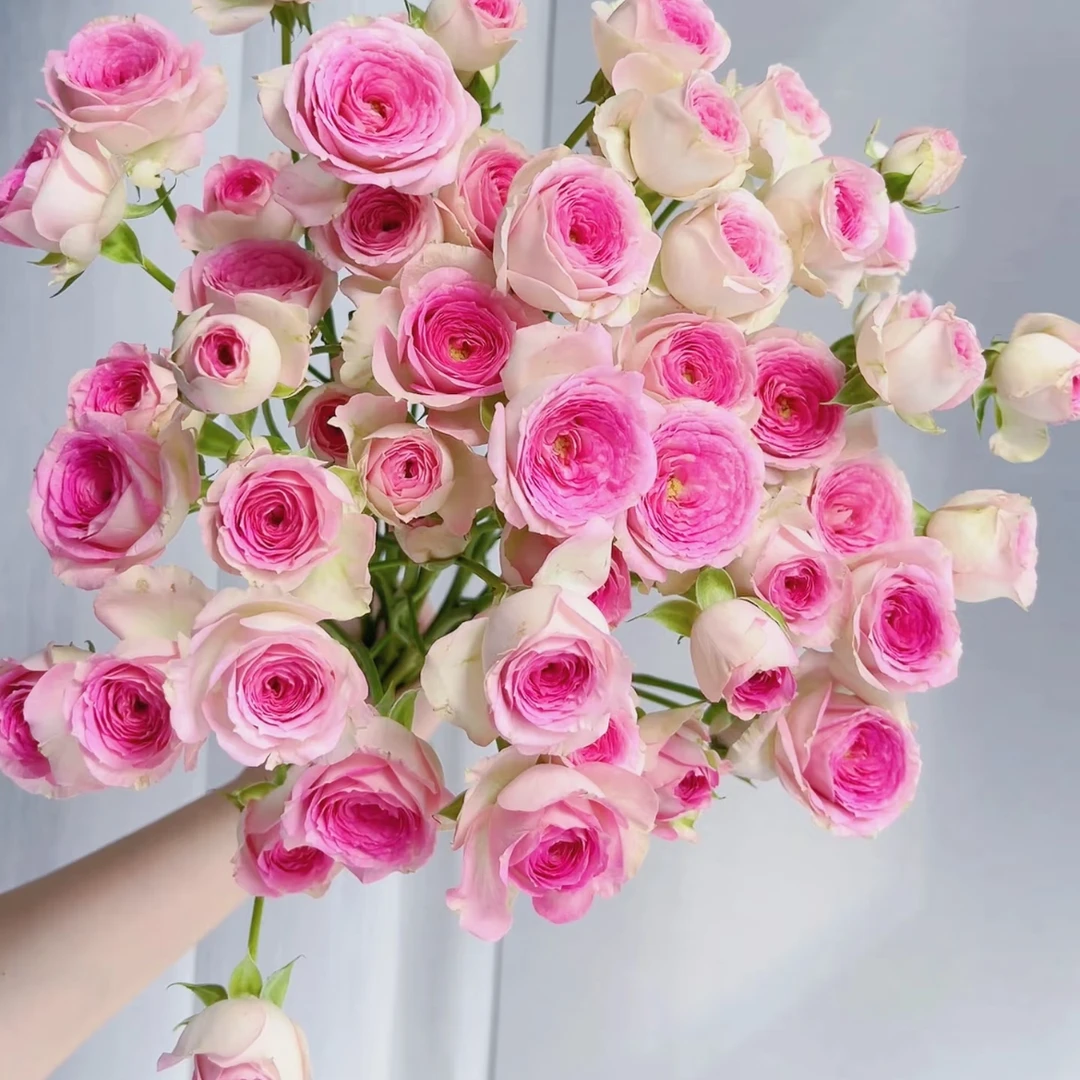 【大聪明卖花】查科仙子多头玫瑰-任意2单鲜花包邮发货后不支持退款