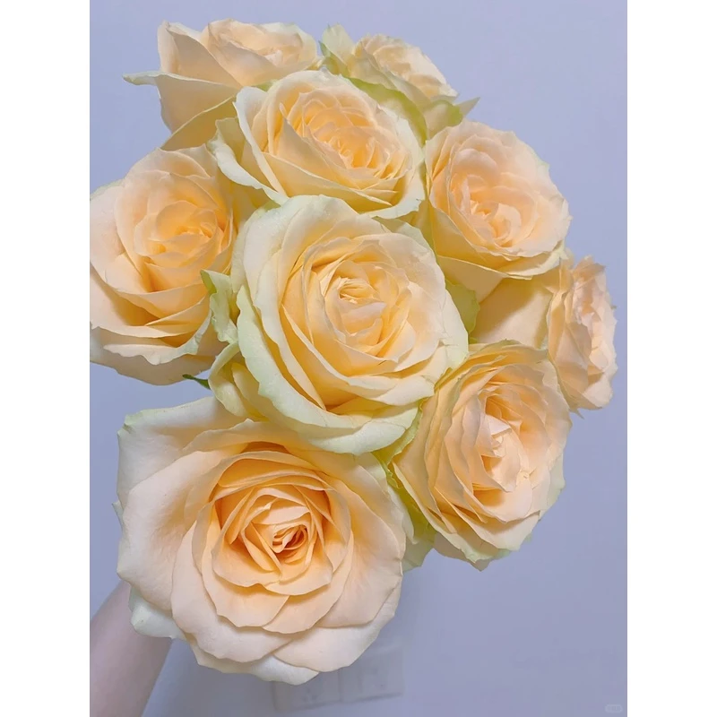 大聪明卖花蜜桃雪山单头玫瑰云南昆明斗南鲜花基地直发家用