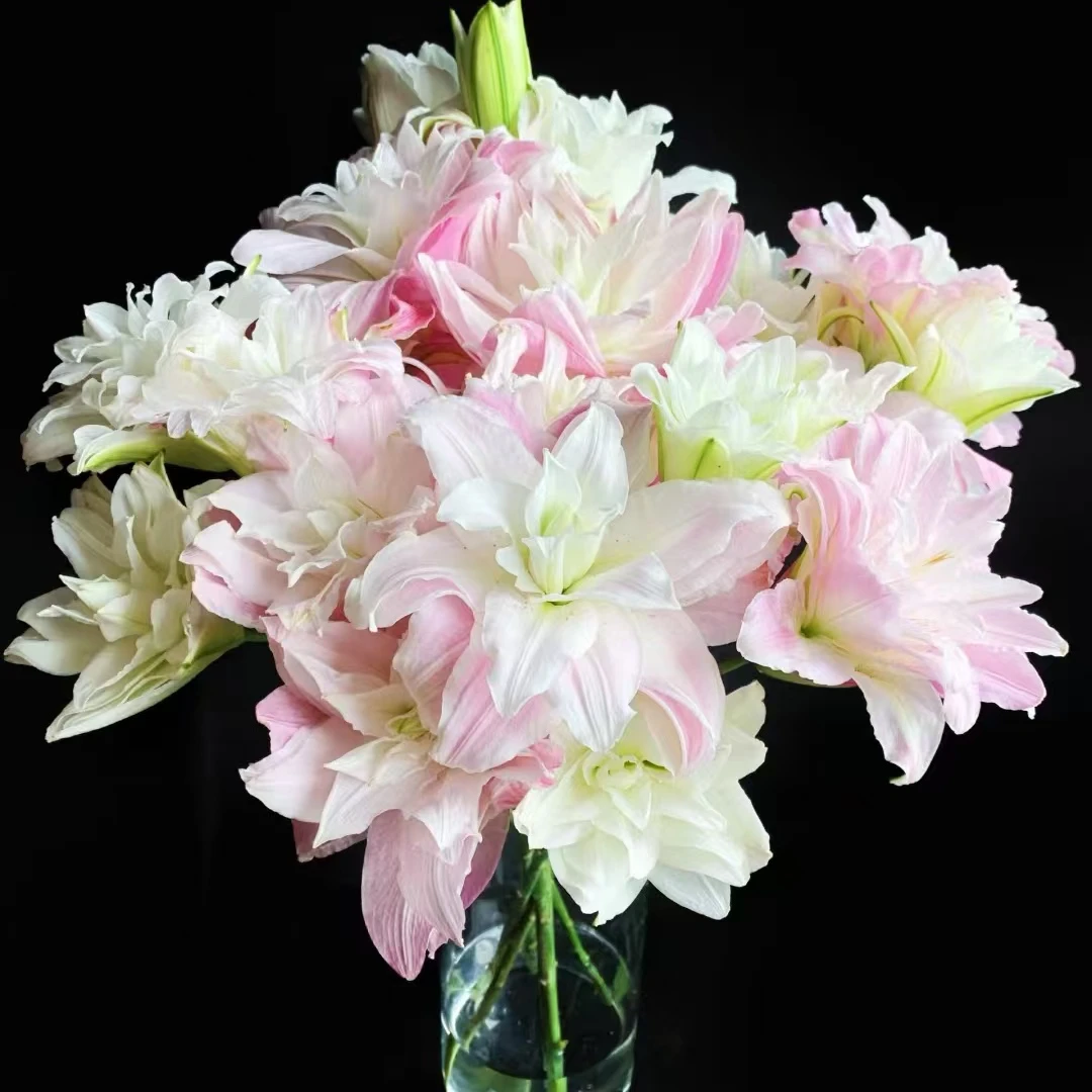 【大聪明卖花】莲花春天-重瓣百合任意两单升级顺丰冷链或德邦快递