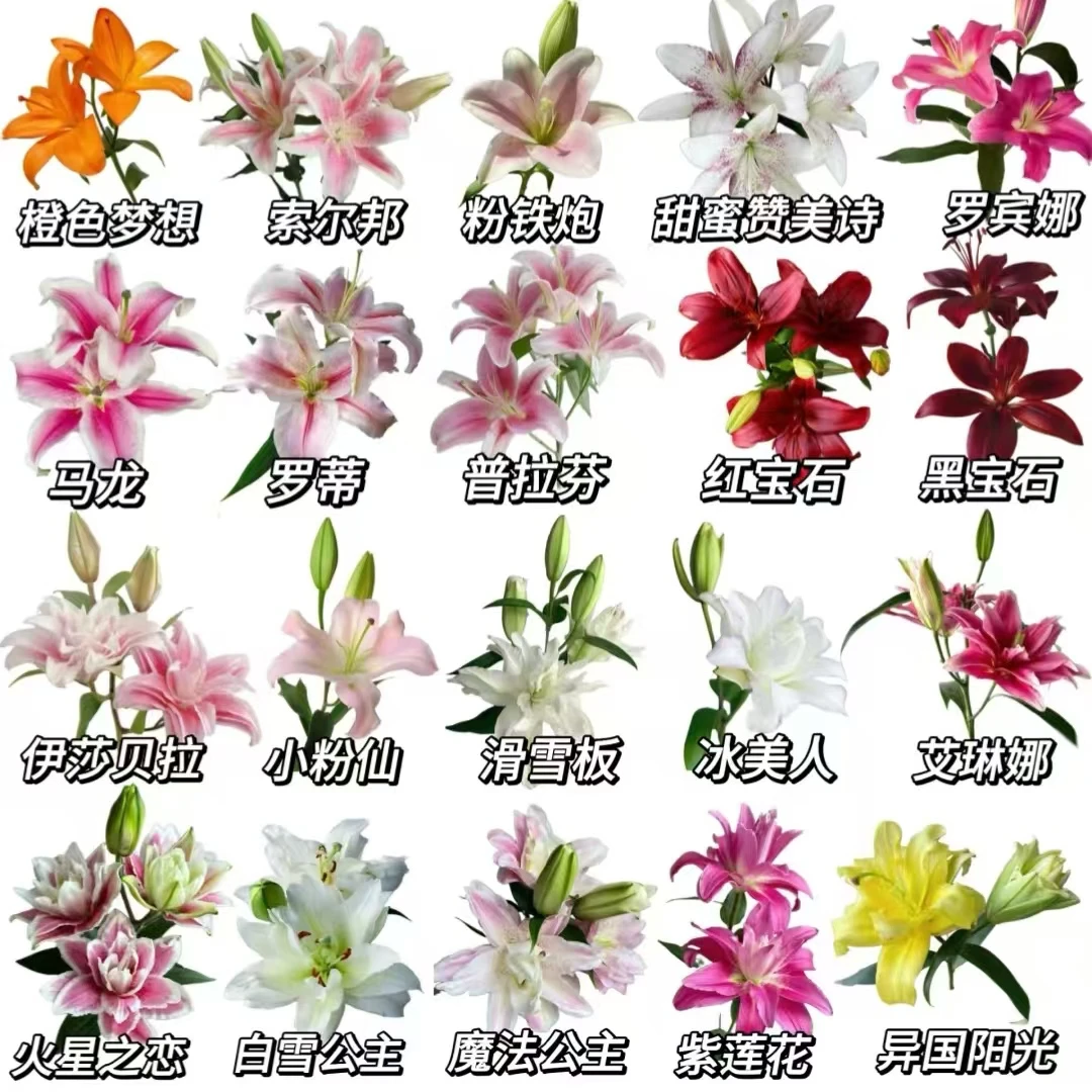 【大聪明卖花】粉闺蜜香水百合-任意2单鲜花包邮发货后不支持退款