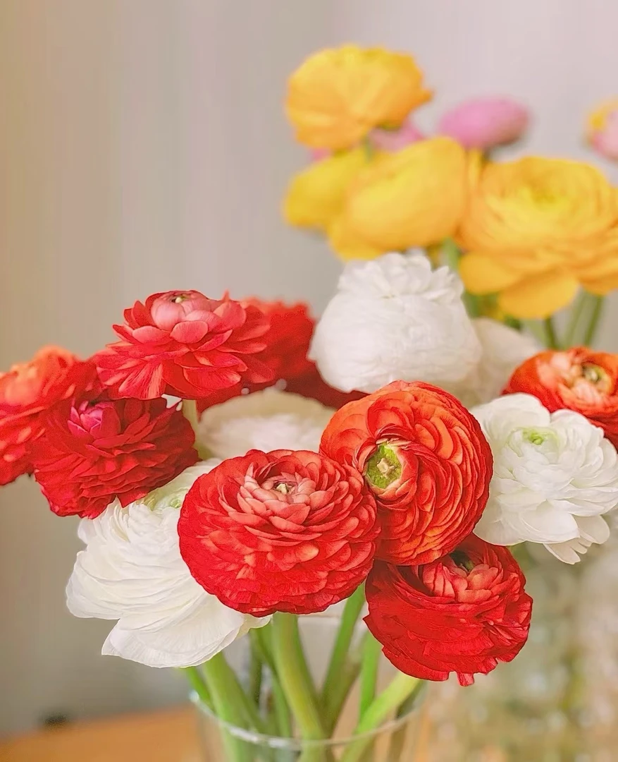 【大聪明卖花】河内洋牡丹草花鲜花  任意两单花材顺丰冷链或德邦