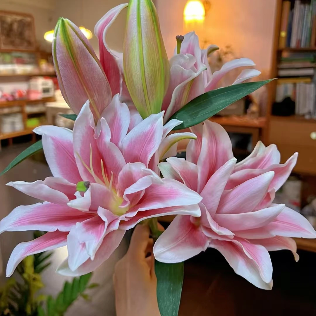 【大聪明卖花】卡塞塔重瓣百合 任意两单花材升级顺丰冷链京东德邦