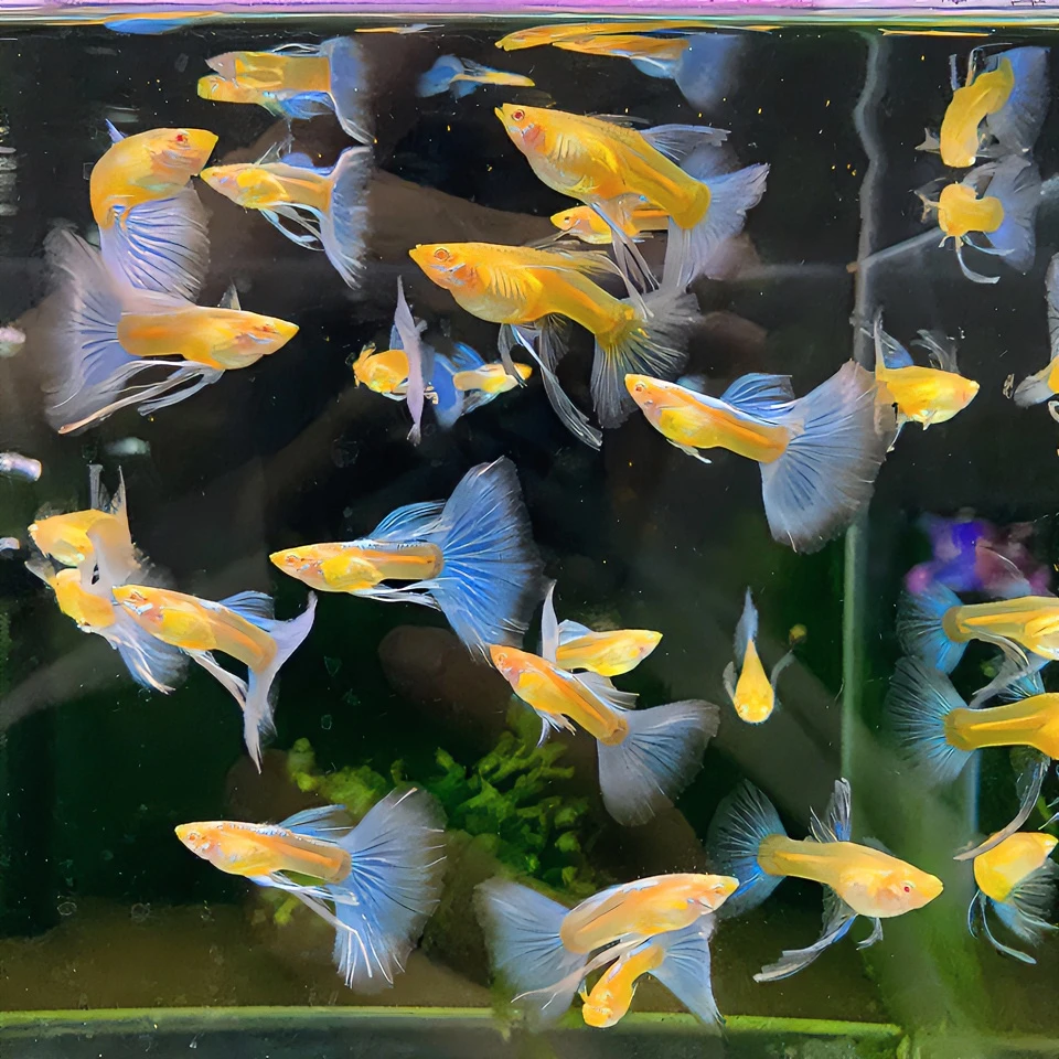 精选蓝白缎带孔雀鱼热带鱼淡水观赏鱼