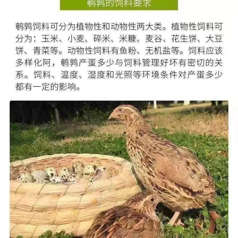 鹌鹑白条青年黄羽鹌鹑 产蛋精品