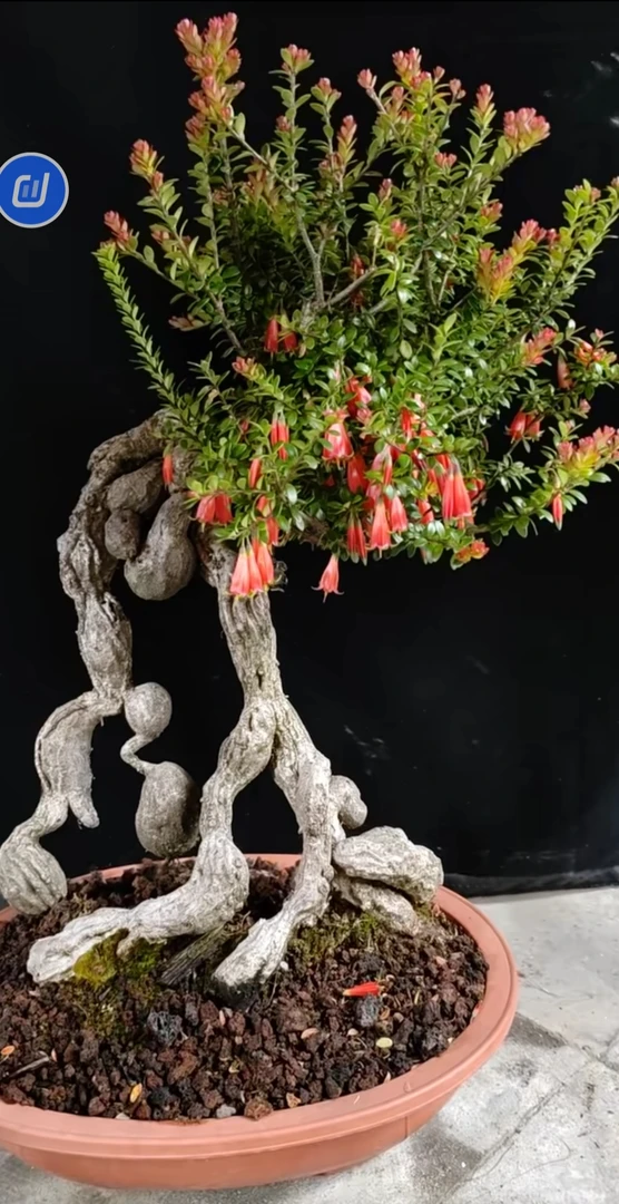 五翅莓  石斛等  艺术盆景