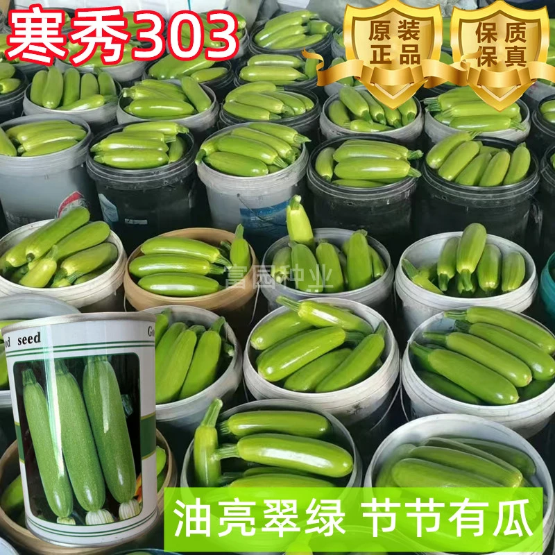 绿皮西葫芦种子耐寒高产越冬油亮节节瓜法国进口角瓜种籽罐装正品