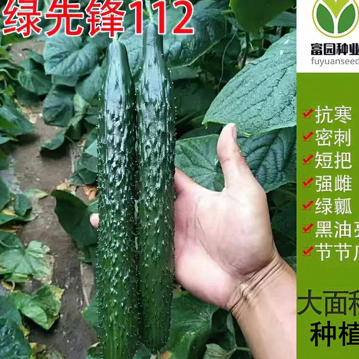 耐寒黄瓜种子绿心高产原装正品批发密刺进口油亮型冬春季青瓜种籽