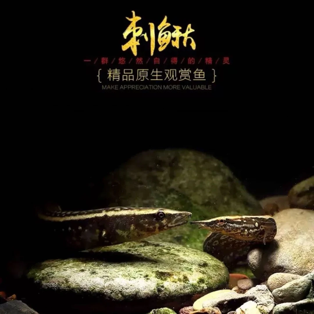 刺鳅刀鳅中华刺鳅鱼冷水鱼原生鱼观赏水生宠物大刺鳅野生