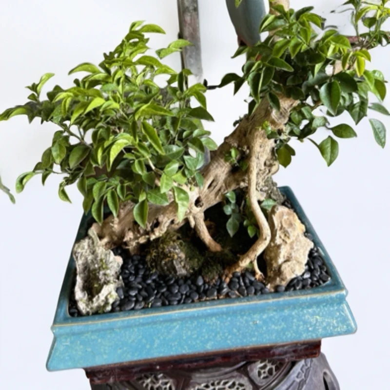 精品老桩盆景 黄杨 罗汉松 三叶红芽赤楠