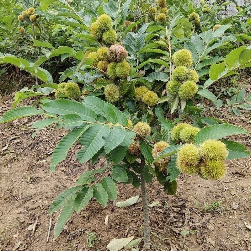 板栗苗树嫁接地栽南方北方种植大红袍当年结果特大板栗树果树果苗