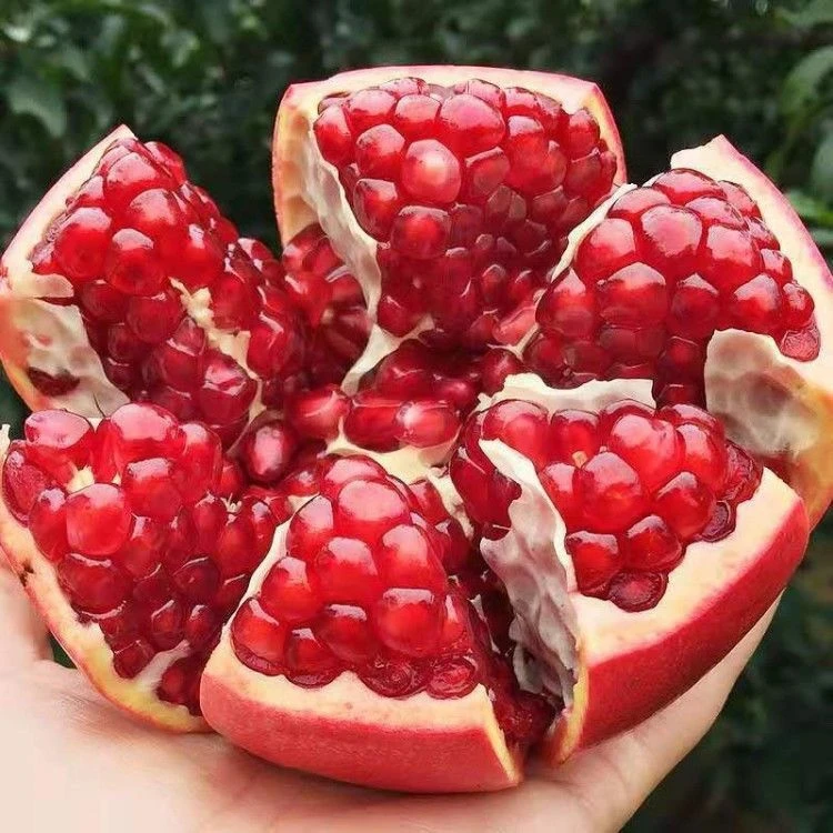 石榴树苗突尼斯盆栽地栽甜石榴南北方种植无籽水果苗当年结果