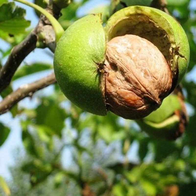 核桃树苗纸皮核桃薄皮核桃苗耐寒耐热南北方种植盆栽地栽