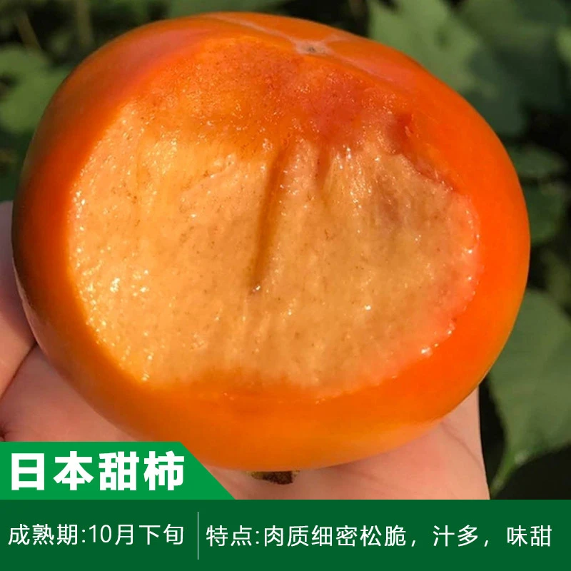 源外园嫁接柿子树苗甜柿软柿盆栽地栽