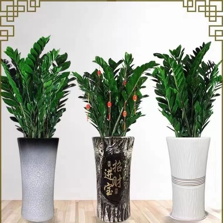 鲜花网红办公室批发室内金钱树花卉绿植盆栽大型阳台客厅四季常青