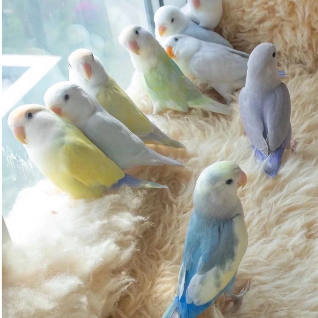 手养牡丹鹦鹉活体幼崽鹦鹉