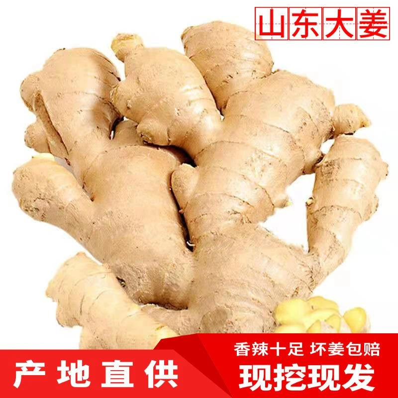 【坏果包赔】生姜小黄姜大姜干净山东大姜干鲜姜生姜蔬菜大黄姜健